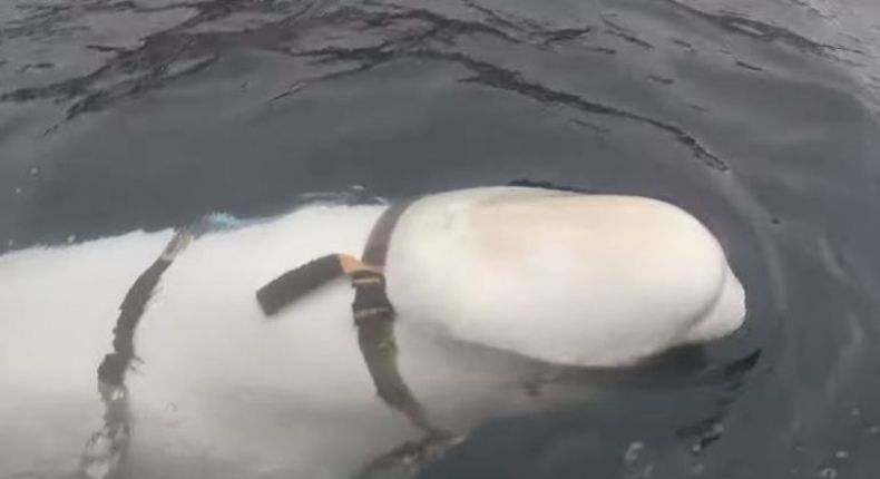 Noruega suspeita que baleia ‘amigável’ é uma espiã russa e alerta população