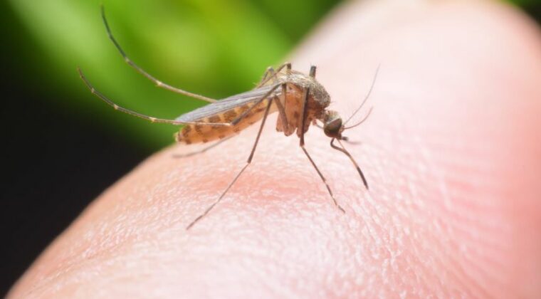 Mayaro: virus transmitido por el mosquito que enciende las alertas