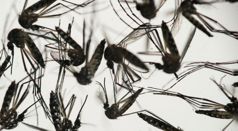 Disminuye cifra de afectados y hospitalizados por dengue y chikunguña