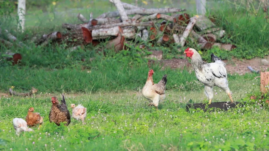 Gripe aviária: Agricultura confirma mais um caso em ave silvestre; total sobe para 63