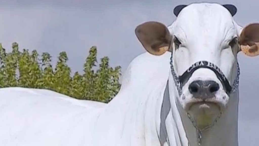 Do ‘skincare’ à segurança. Como é tratada a vaca mais valiosa do mundo?