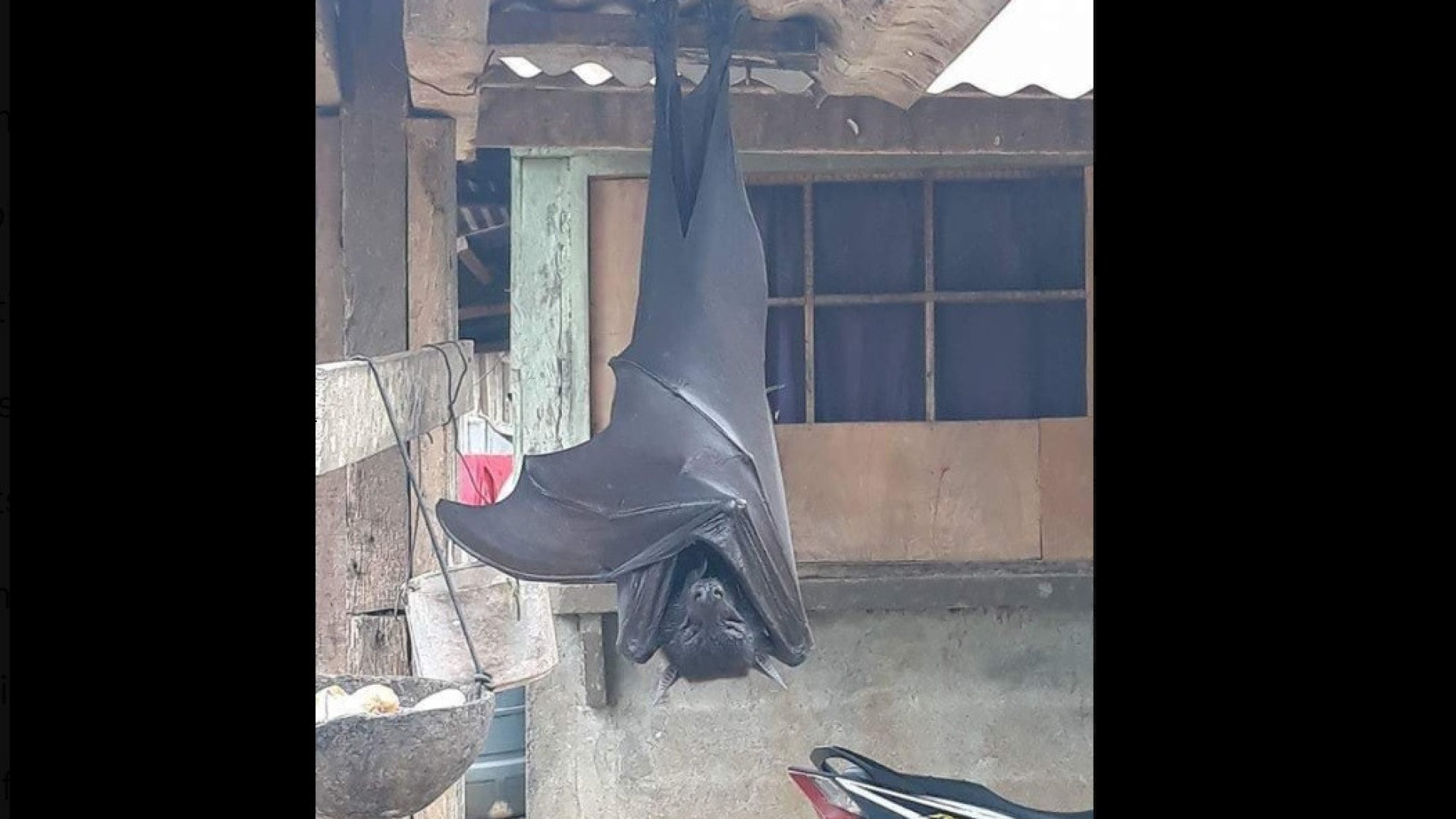 Morcego gigante ‘assusta’ internautas. Filipinos garantem que é real