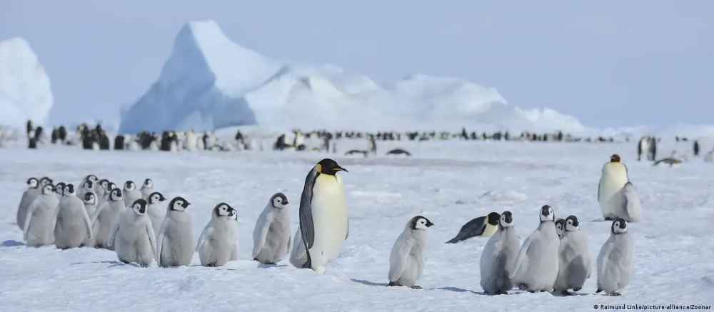 El deshielo precoz está acabando con los pingüinos emperador