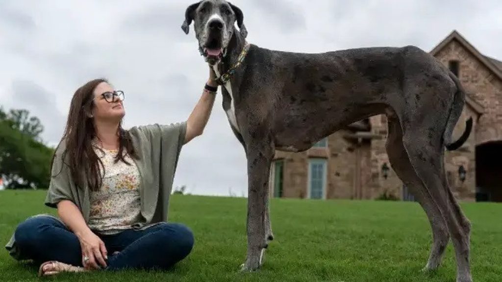 Cão mais alto do mundo é diagnosticado com câncer ósseo: “devastador”