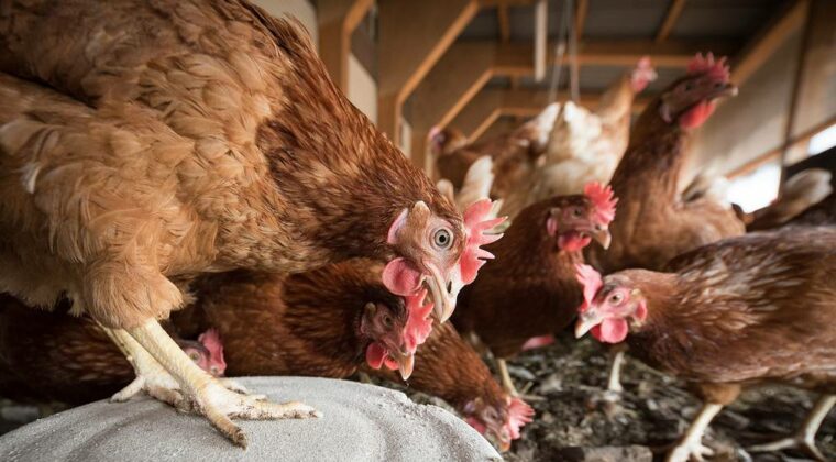 Declaran controlada la situación de la gripe aviar en Paraguay