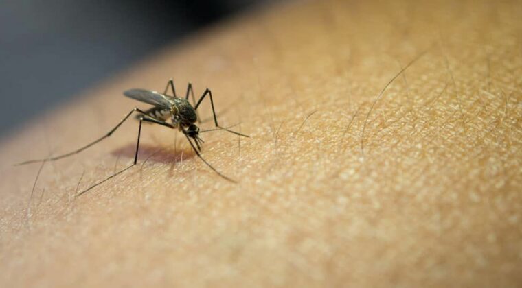 Confirman caso de dengue hemorrágico en San Pedro