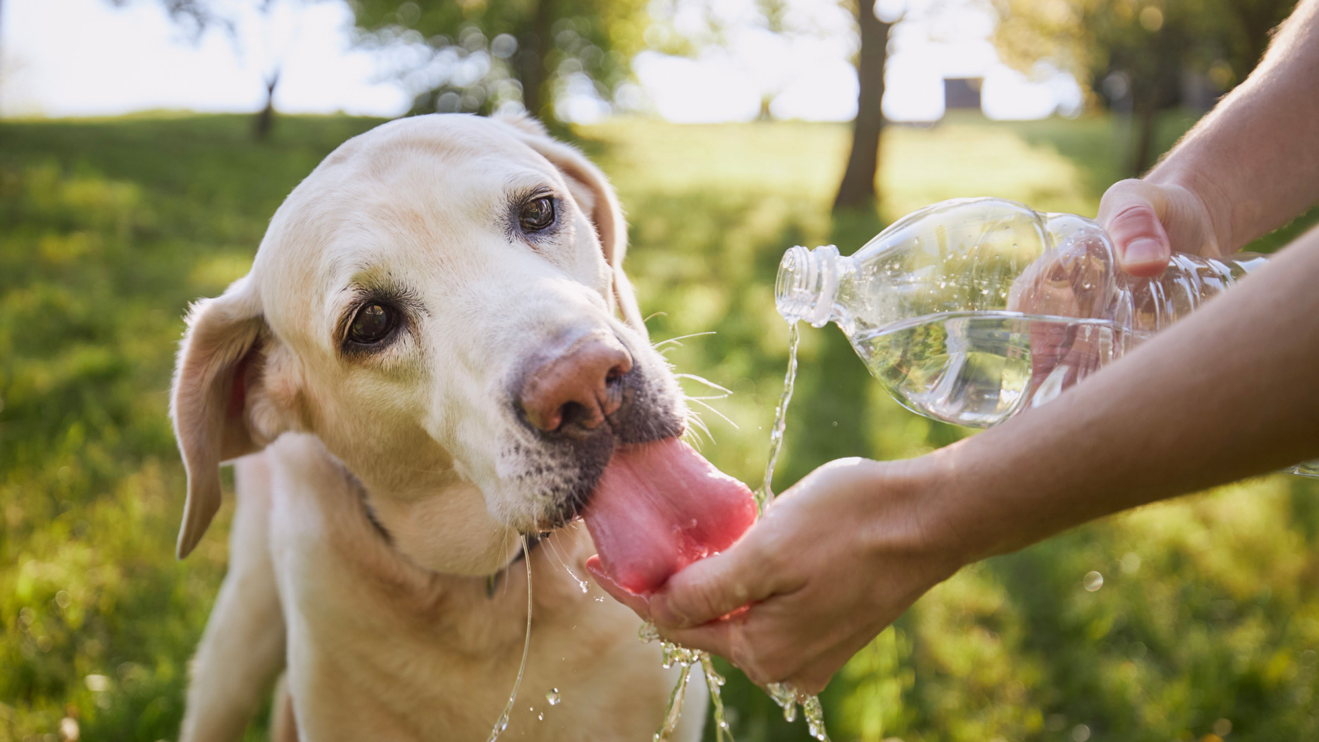 Pets devem receber cuidados redobrados no calor