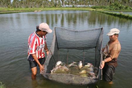 Pequeños productores acuícolas se alistan para exportar tilapia a Chile