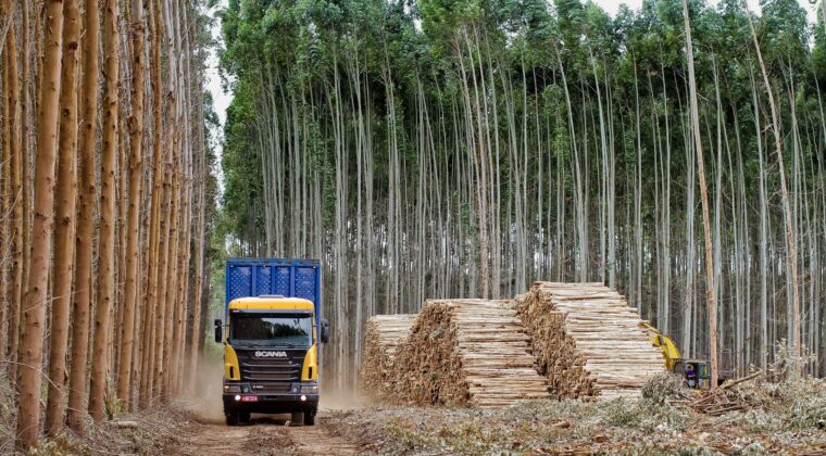 Los altibajos marcaron el año para la foresto industria paraguaya, evalúa el sector