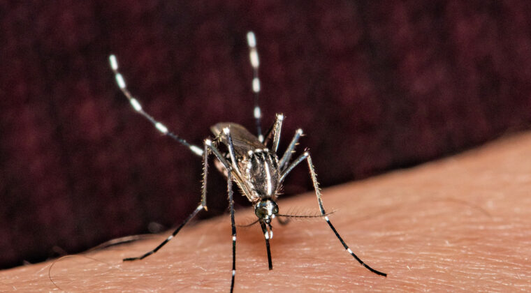 Quando a dengue pode matar? Entenda como identificar casos graves da doença