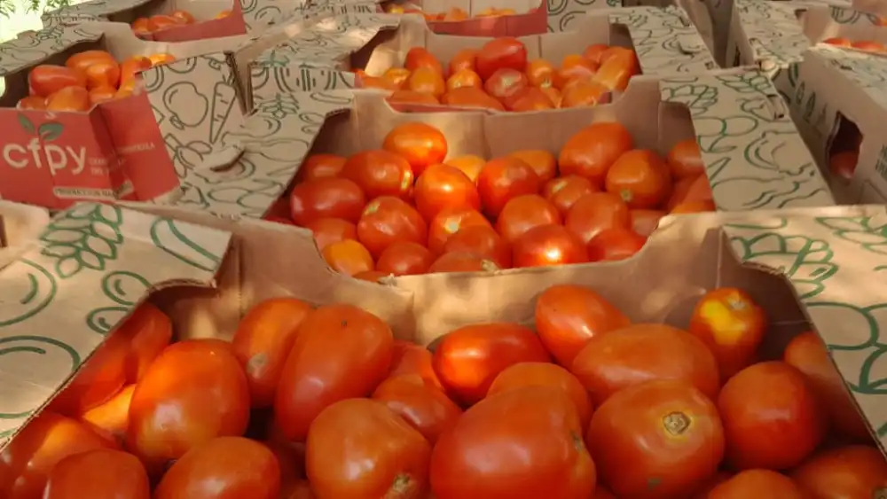 El tomate arranca la semana con precios de hasta G. 17.000 el kilo; costo se duplicó