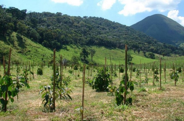 Nova metodologia projeta crescimento de árvores nativas, elevando rentabilidade de restauração florestal
