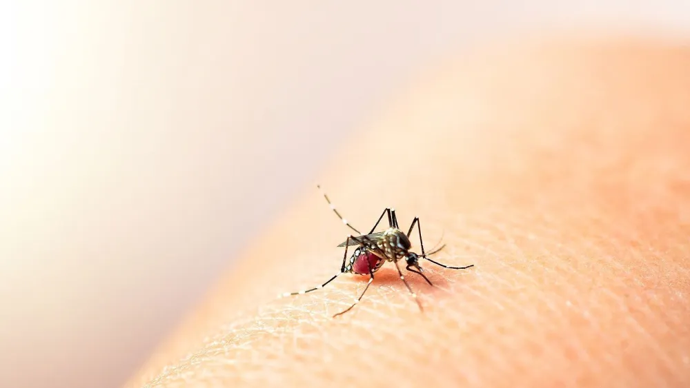 Dengue y Covid-19: Aumento semanal de casos es del 30%, advierte Salud