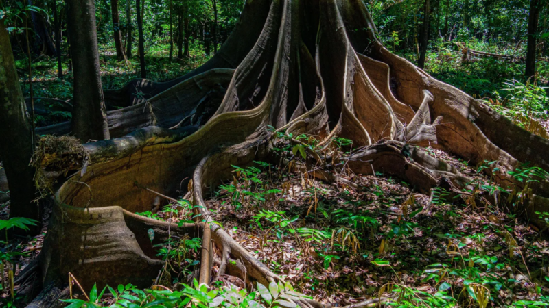 Como fértil terra preta da Amazônia está revelando segredos da floresta
