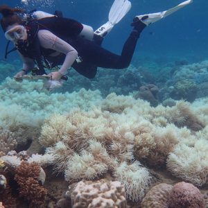 Grande barreira de coral é afetada pelo pior episódio de branqueamento
