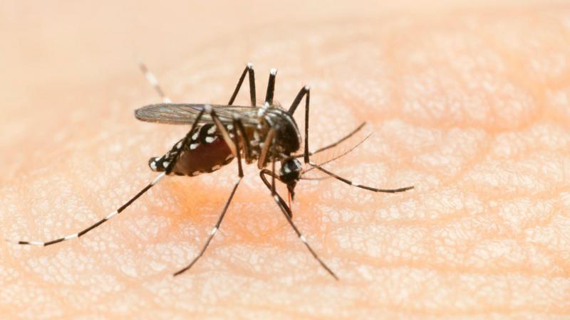 Dengue: quais são os sintomas, quando é hora de buscar um hospital e outras 6 dúvidas sobre a doença