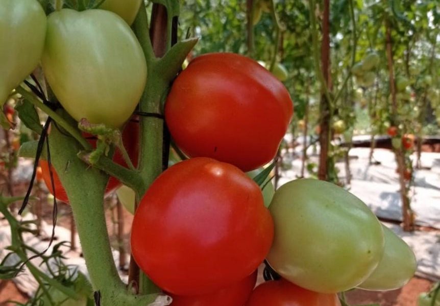 Prevén que próxima cosecha de tomates nacionales regule nivel de precios