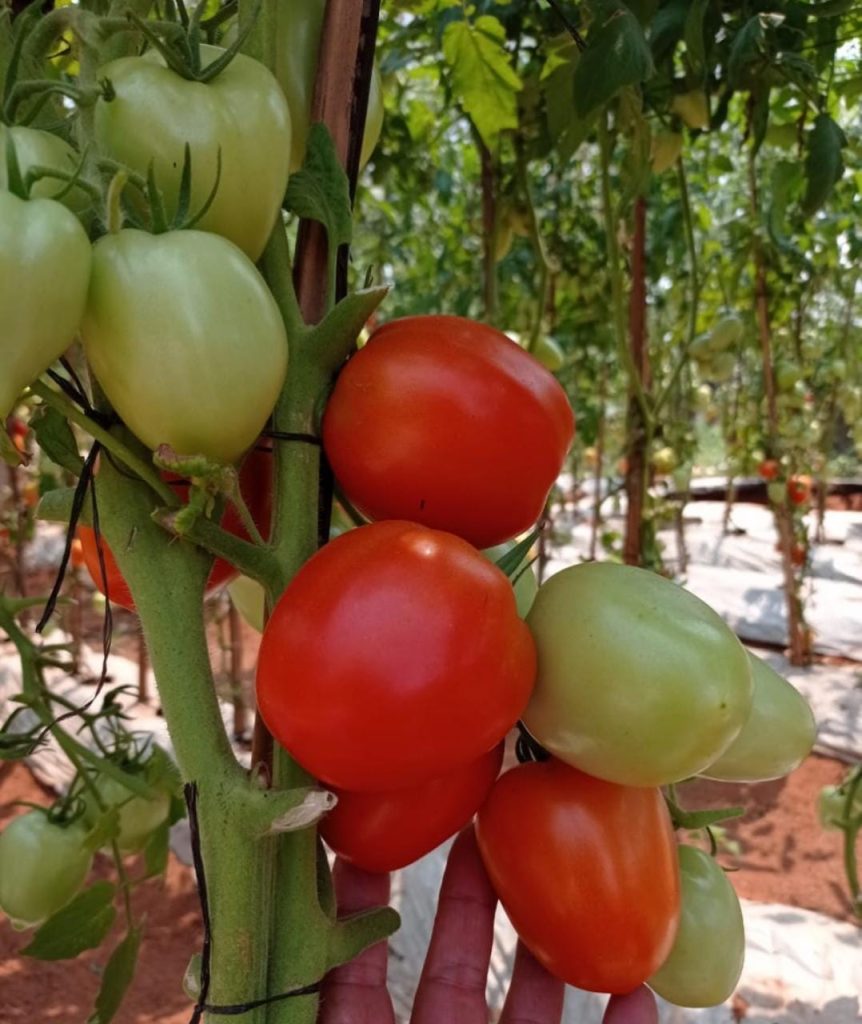 Prevén que próxima cosecha de tomates nacionales regule nivel de precios