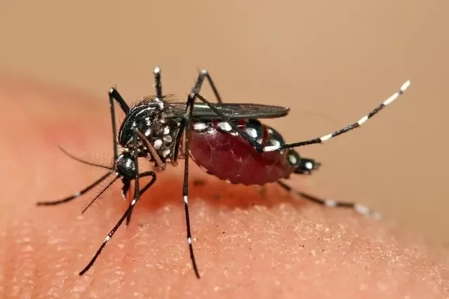 Dengue: o que é, sintomas, tratamento e prevenção