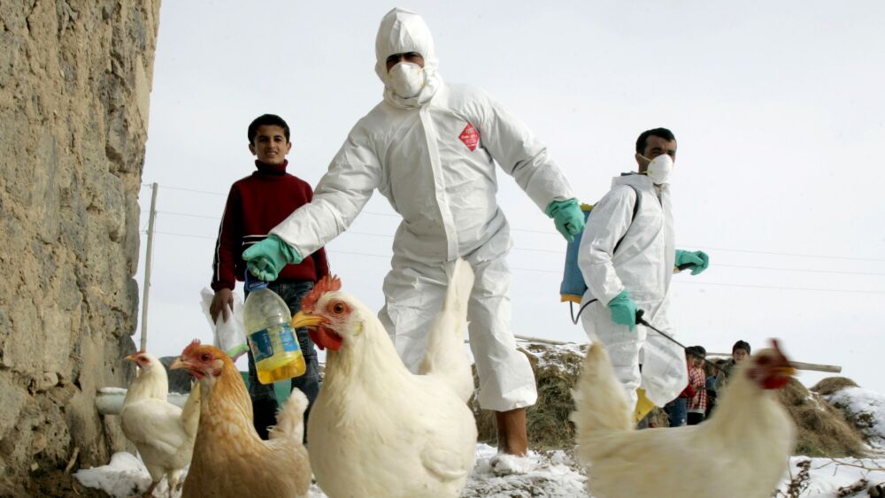 La OMS mantiene “bajo” el riesgo global de la gripe aviar, pese a infecciones en ganado