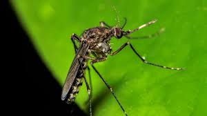 Fiebre de Oropouche: enfermedad parecida al dengue que se propaga por América Latina