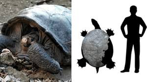 Descubren fósiles de tortuga gigante de 57 millones de años en Colombia