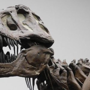 Los dinosaurios no eran tan listos como se creía, según investigadores