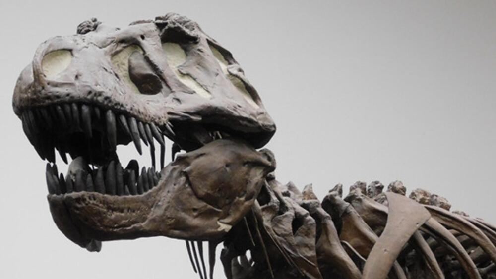 Los dinosaurios no eran tan listos como se creía, según investigadores