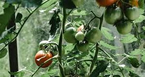 Cultivar tomates en casa: ¿cuánto puede producir una sola planta?