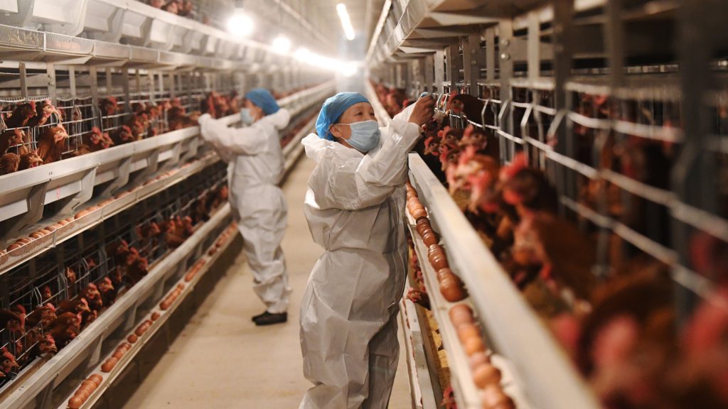 Gripe aviária: OMS quer rede mundial e alerta para “potencial epidêmico”