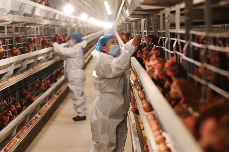 Gripe aviária: OMS quer rede mundial e alerta para “potencial epidêmico”
