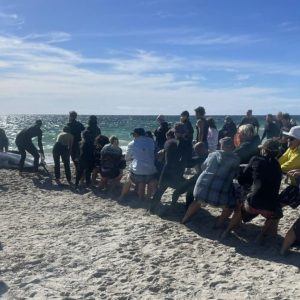 Mais de 26 baleias-piloto morrem encalhadas em praia na Austrália