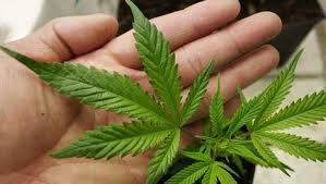 Reclasificarán la marihuana como droga menos peligrosa