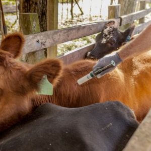 Senacsa cierra periodo de vacunación antiaftosa con más de 12,7 millones de animales inmunizados