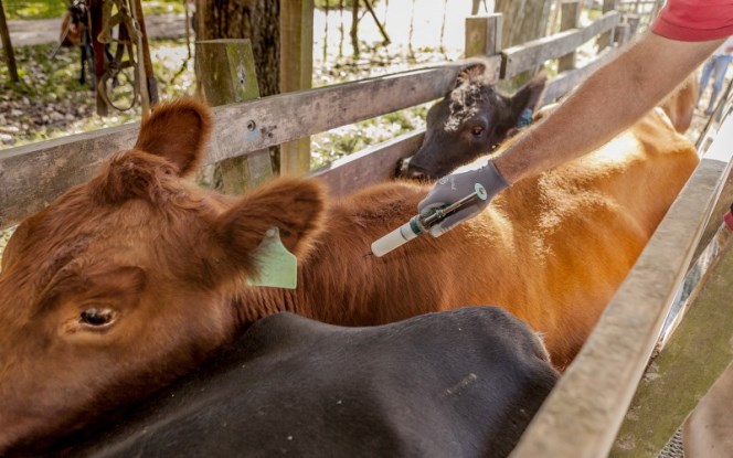 Senacsa cierra periodo de vacunación antiaftosa con más de 12,7 millones de animales inmunizados