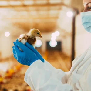 Gripe aviária: o que é, sintomas, transmissão e tratamento