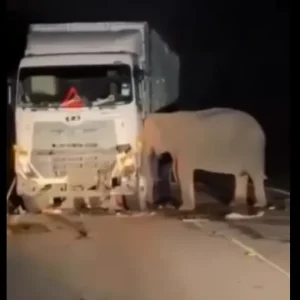 Elefante fica durante horas grudado ao caminhão que atropelou a sua cria