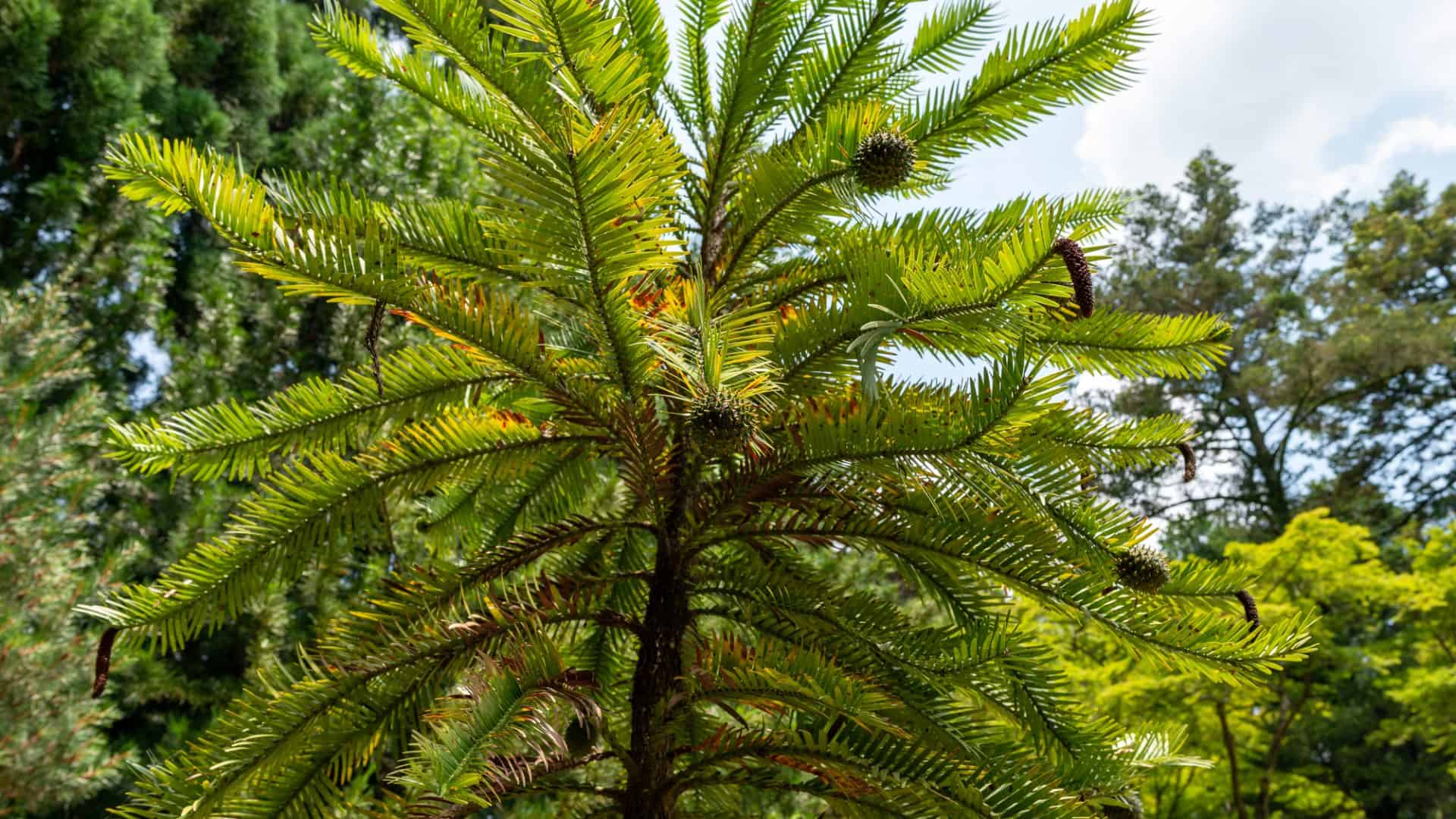 Árvore dos dinossauros? Planta pré-histórica ainda existe